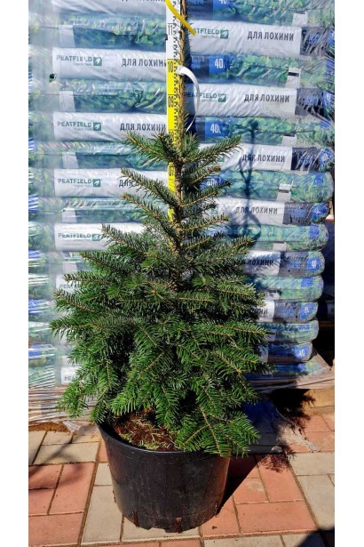 Пихта Нордмана / кавказская - ком25кг-конт./вис.100-120см/Ø60-70см